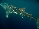 Djibouti - Whale Shark - 09